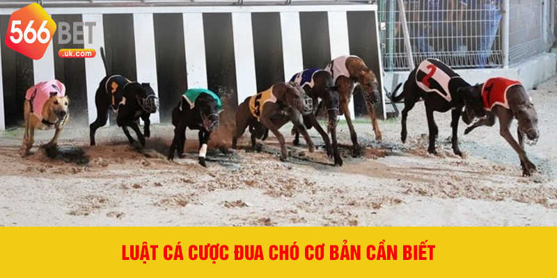 Luật cá cược đua chó cơ bản cần biết