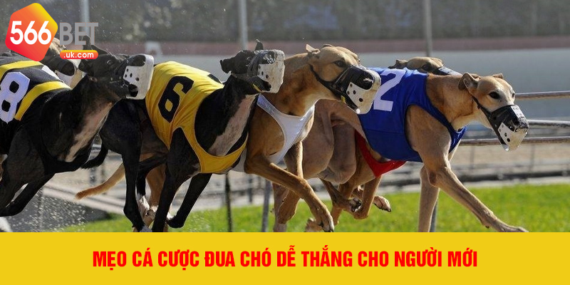 Mẹo cá cược đua chó dễ thắng cho người mới