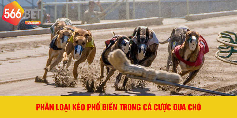 Phân loại kèo phổ biến trong cá cược đua chó