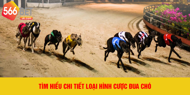 Tìm hiểu chi tiết loại hình cược đua chó